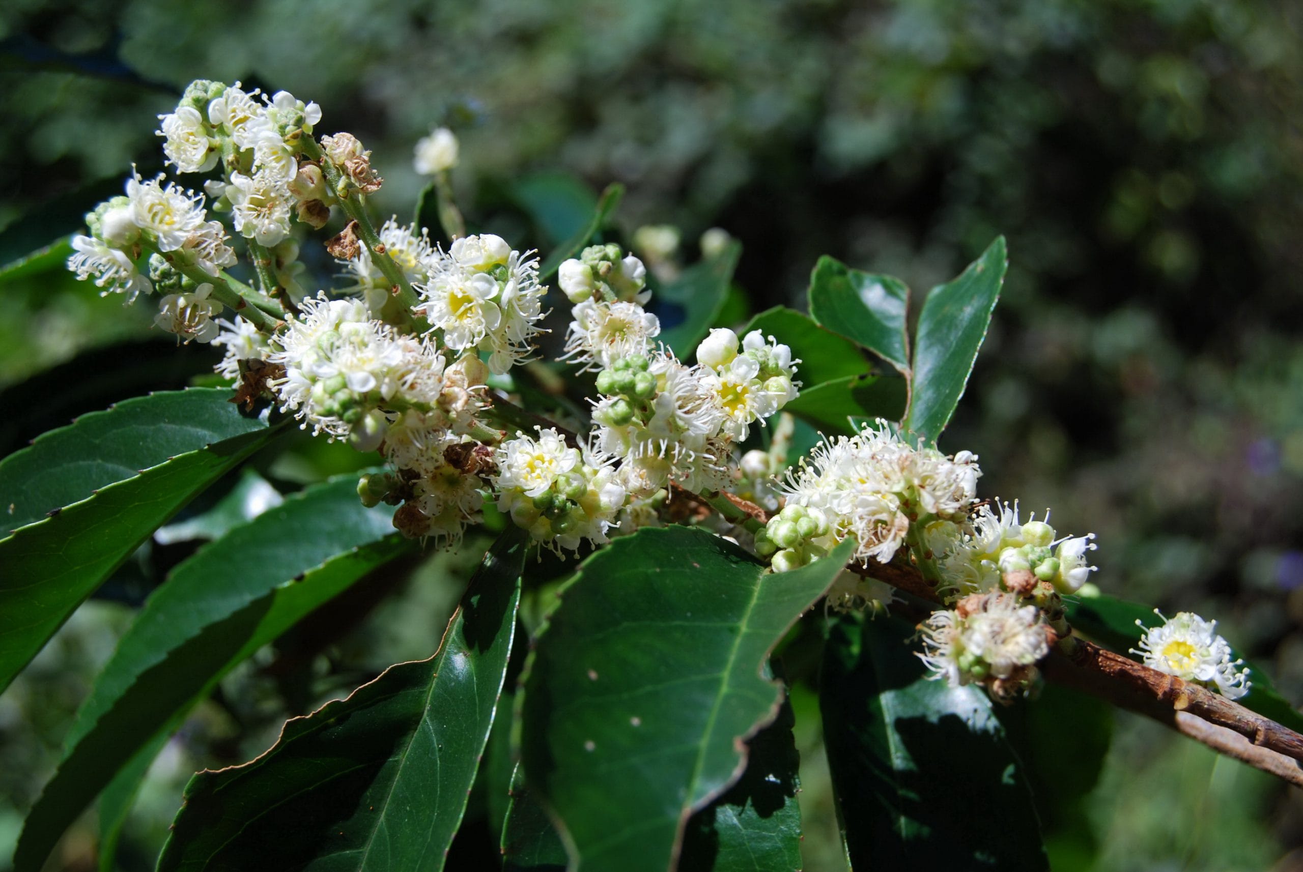 薔薇科(Rosaceae)梅屬(Prunus)─櫻花類，就有四種，此外還有另外三種：霧社山櫻花、刺葉桂櫻及黃土樹。(記者梁雅玲攝)